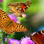 ddos攻击测试工具